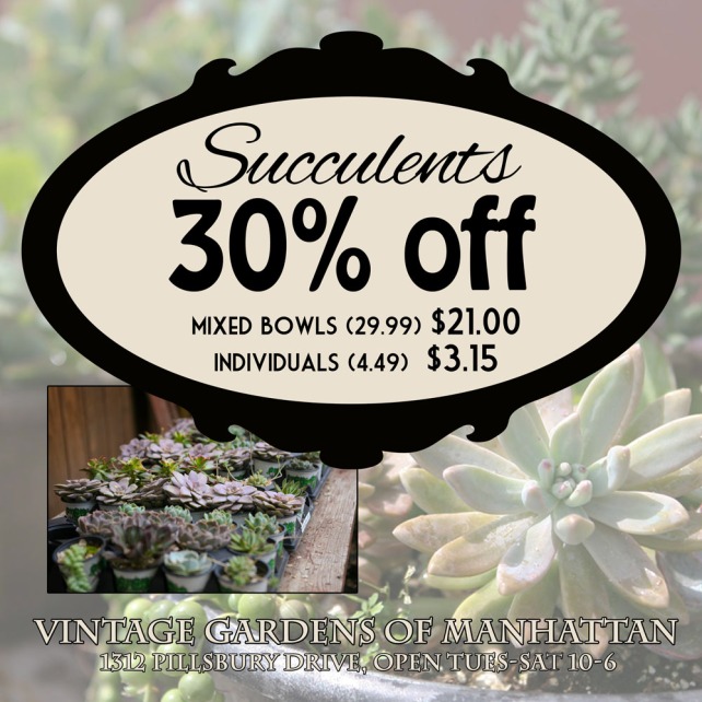 Succulent Sale